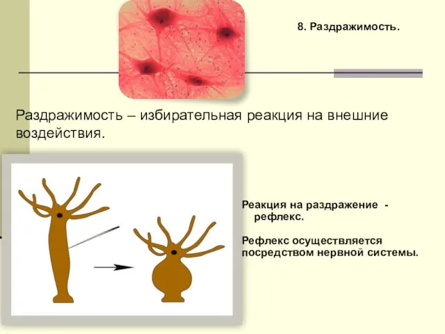 8. Раздражимость. Раздражимость – избирательная реакция на внешние воздействия. Реакция на раздражение