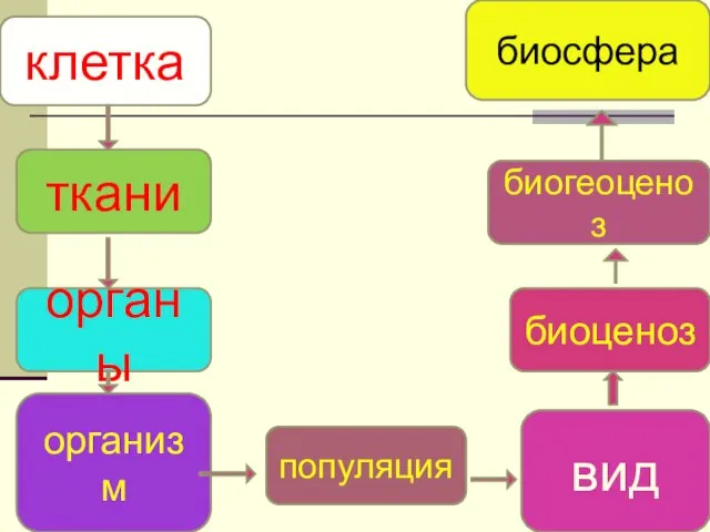 клетка органы популяция вид организм ткани биоценоз биогеоценоз биосфера