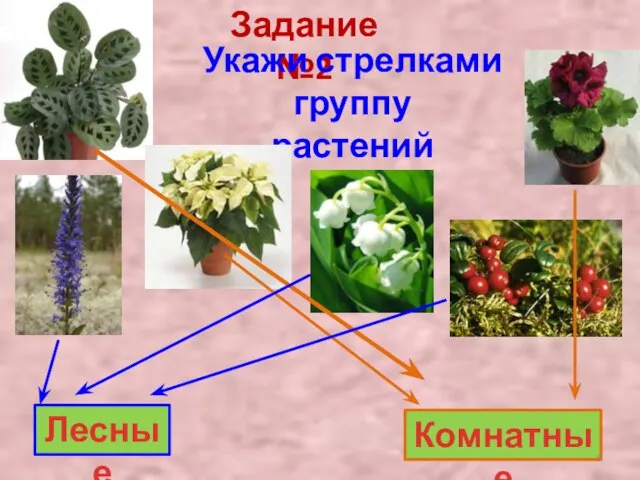 Задание №2 Укажи стрелками группу растений Лесные Комнатные