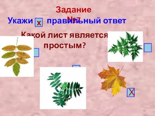 Задание №7 Укажи правильный ответ х Какой лист является простым? Х