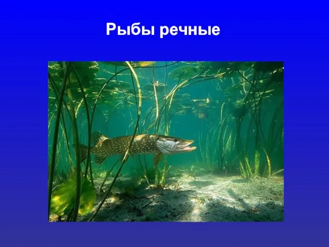 Рыбы речные