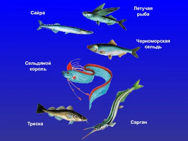 Летучая рыба Сайра Черноморская сельдь Сельдяной король Треска Сарган