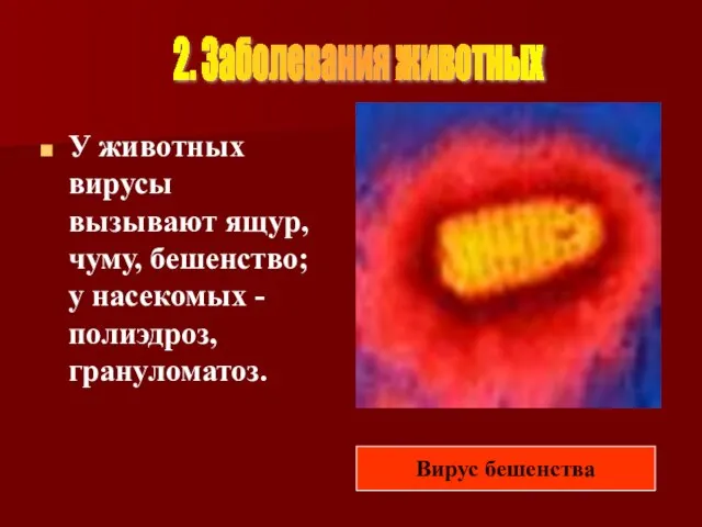 У животных вирусы вызывают ящур, чуму, бешенство; у насекомых - полиэдроз, грануломатоз.