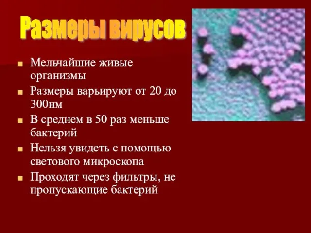 Мельчайшие живые организмы Размеры варьируют от 20 до 300нм В среднем в