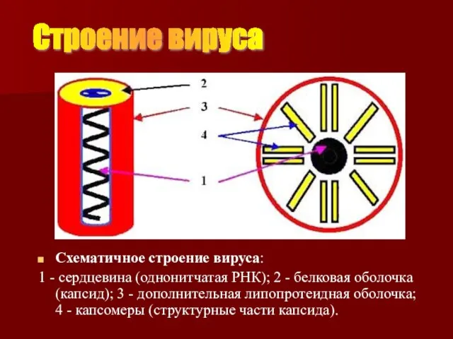 Схематичное строение вируса: 1 - сердцевина (однонитчатая РНК); 2 - белковая оболочка