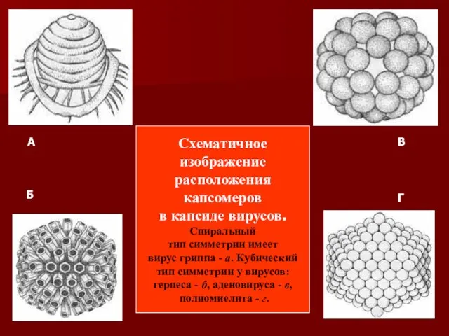 Схематичное изображение расположения капсомеров в капсиде вирусов. Спиральный тип симметрии имеет вирус