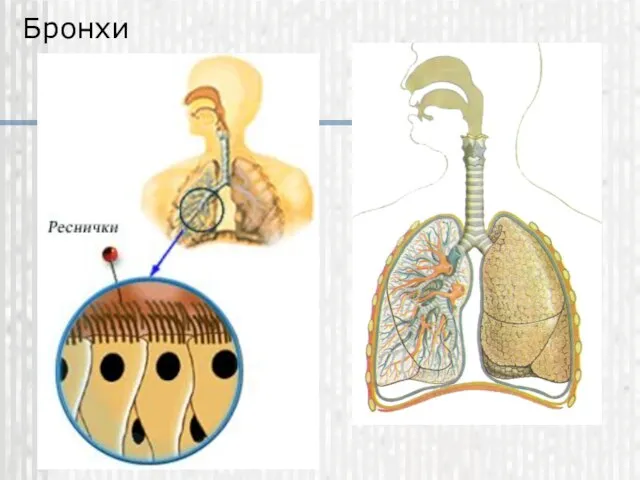 Бронхи