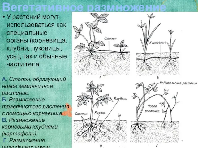 Вегетативное размножение У растений могут использоваться как специальные органы (корневища, клубни, луковицы,