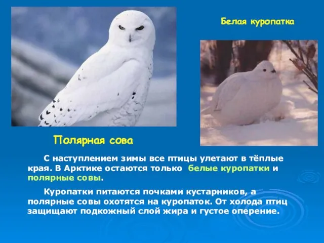 Полярная сова Белая куропатка С наступлением зимы все птицы улетают в тёплые