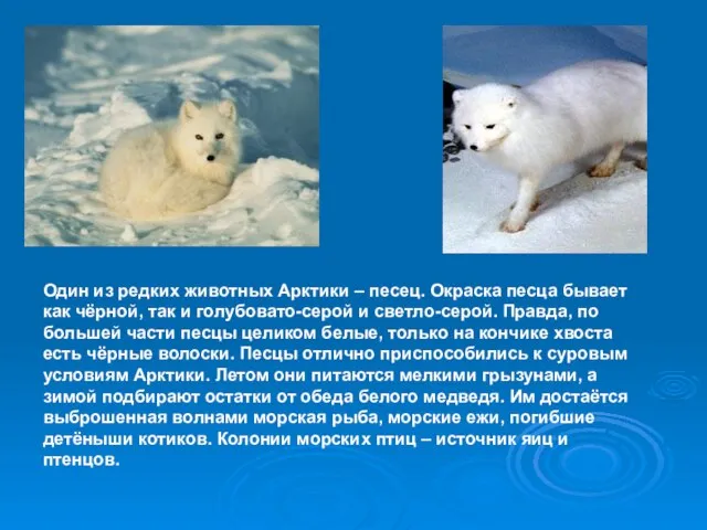 Один из редких животных Арктики – песец. Окраска песца бывает как чёрной,