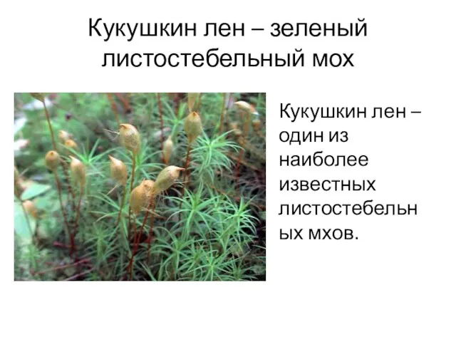Кукушкин лен – зеленый листостебельный мох Кукушкин лен – один из наиболее известных листостебельных мхов.