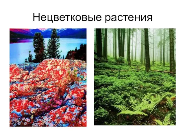 Нецветковые растения