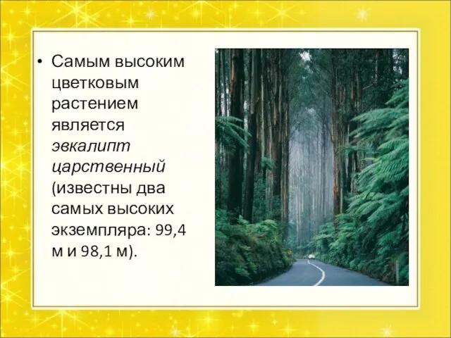 Самым высоким цветковым растением является эвкалипт царственный (известны два самых высоких экземпляра: