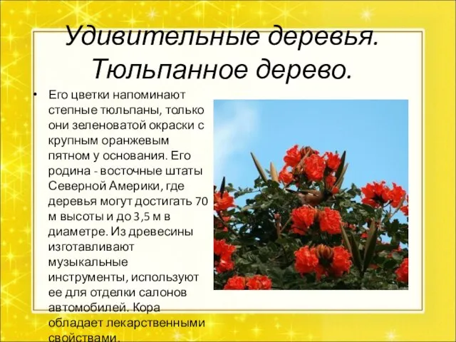 Удивительные деревья. Тюльпанное дерево. Его цветки напоминают степные тюльпаны, только они зеленоватой