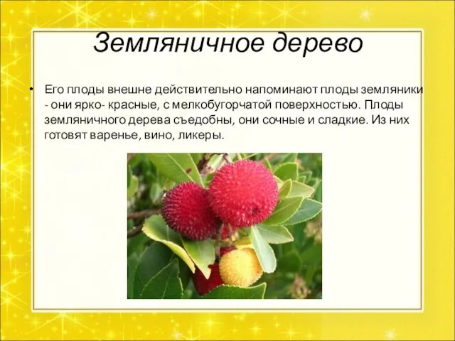 Земляничное дерево Его плоды внешне действительно напоминают плоды земляники - они ярко-