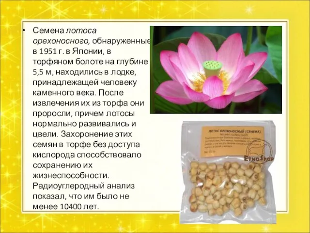 Семена лотоса орехоносного, обнаруженные в 1951 г. в Японии, в торфяном болоте