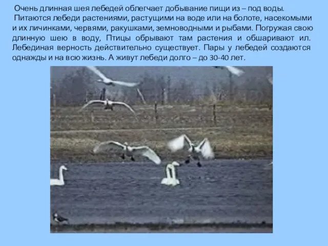 Очень длинная шея лебедей облегчает добывание пищи из – под воды. Питаются