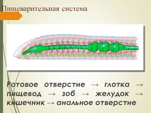 Пищеварительная система Ротовое отверстие → глотка → пищевод → зоб → желудок