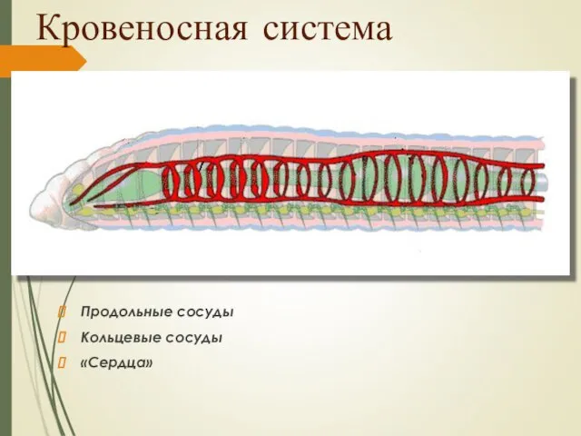 Кровеносная система Продольные сосуды Кольцевые сосуды «Сердца»