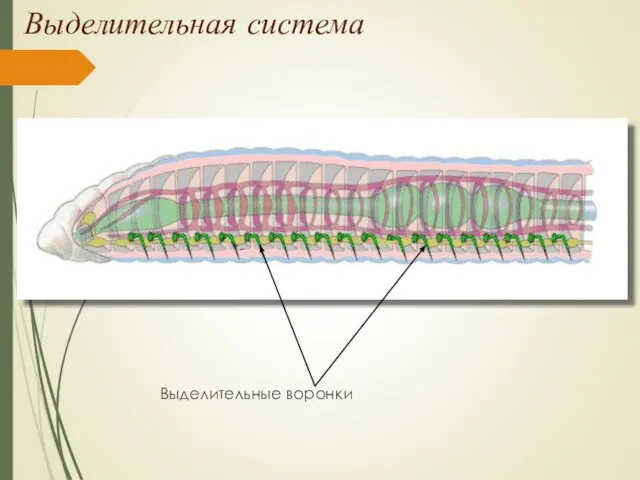 Выделительная система Выделительные воронки