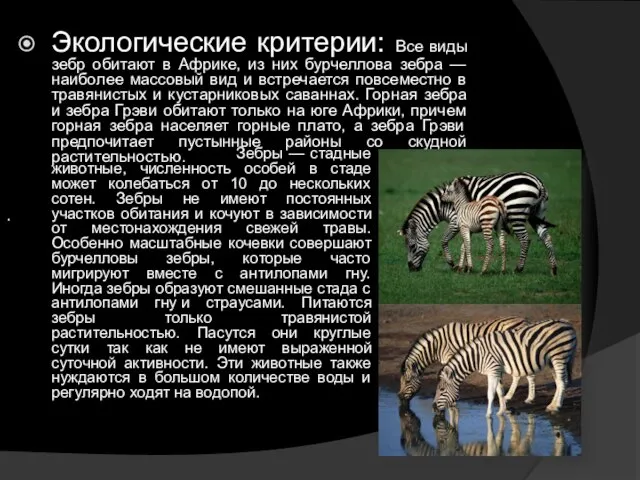 Экологические критерии: Все виды зебр обитают в Африке, из них бурчеллова зебра
