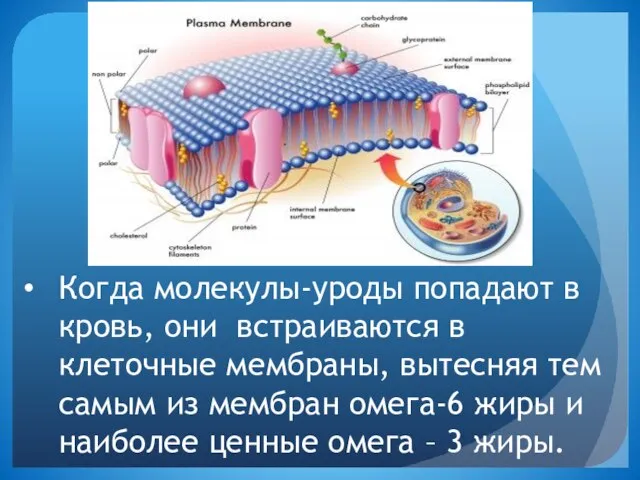 Когда молекулы-уроды попадают в кровь, они встраиваются в клеточные мембраны, вытесняя тем