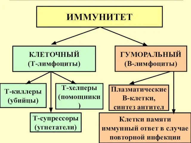 ИММУНИТЕТ ИММУНИТЕТ КЛЕТОЧНЫЙ (Т-лимфоциты) ГУМОРАЛЬНЫЙ (В-лимфоциты) Т-киллеры (убийцы) Т-хелперы (помощники) Т-супрессоры (угнетатели)