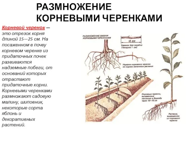 РАЗМНОЖЕНИЕ КОРНЕВЫМИ ЧЕРЕНКАМИ Корневой черенок — это отрезок корня длиной 15—25 см.