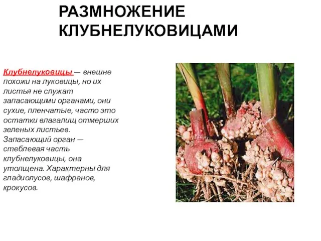 РАЗМНОЖЕНИЕ КЛУБНЕЛУКОВИЦАМИ Клубнелуковицы — внешне похожи на луковицы, но их листья не