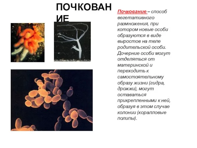 ПОЧКОВАНИЕ Почкование – способ вегетативного размножения, при котором новые особи образуются в