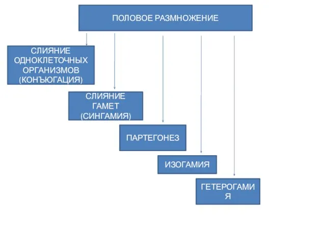 ПОЛОВОЕ РАЗМНОЖЕНИЕ СЛИЯНИЕ ОДНОКЛЕТОЧНЫХ ОРГАНИЗМОВ(КОНЪЮГАЦИЯ) СЛИЯНИЕ ГАМЕТ(СИНГАМИЯ) ГЕТЕРОГАМИЯ ИЗОГАМИЯ ПАРТЕГОНЕЗ