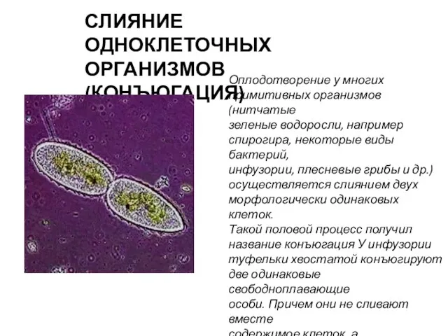 СЛИЯНИЕ ОДНОКЛЕТОЧНЫХ ОРГАНИЗМОВ(КОНЪЮГАЦИЯ) Оплодотворение у многих примитивных организмов (нитчатые зеленые водоросли, например