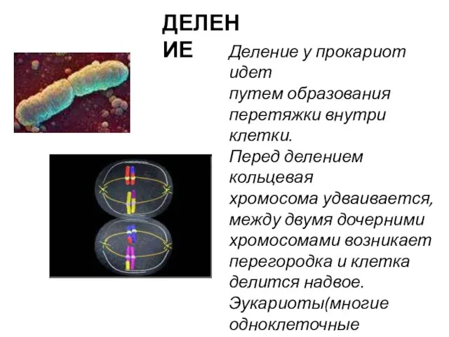 ДЕЛЕНИЕ Деление у прокариот идет путем образования перетяжки внутри клетки. Перед делением