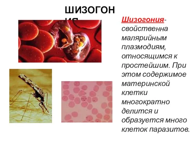 ШИЗОГОНИЯ Шизогония- свойственна малярийным плазмодиям, относящимся к простейшим. При этом содержимое материнской