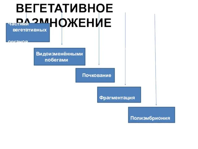 ВЕГЕТАТИВНОЕ РАЗМНОЖЕНИЕ Частями вегетативных органов Видоизменёнными побегами Почкование Фрагментация Полиэмбриония