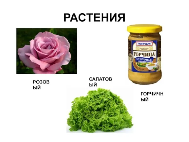 РАСТЕНИЯ РОЗОВЫЙ ГОРЧИЧНЫЙ САЛАТОВЫЙ