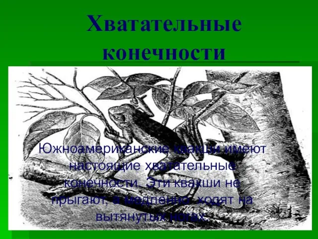 Хватательные конечности Южноамериканские квакши имеют настоящие хватательные конечности. Эти квакши не прыгают,