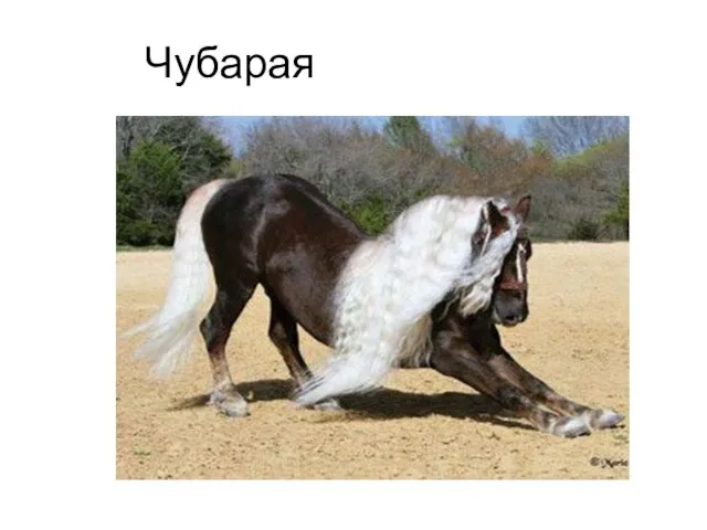 Чубарая