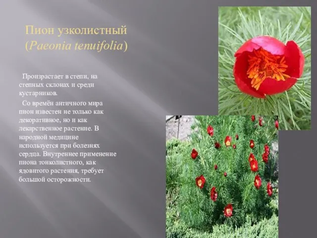 Пион узколистный (Paeonia tenuifolia) Произрастает в степи, на степных склонах и среди