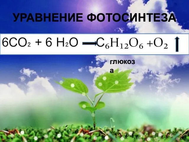 Уравнение фотосинтеза 6СО₂ + 6 Н₂О С₆Н₁₂О₆ +О₂ глюкоза