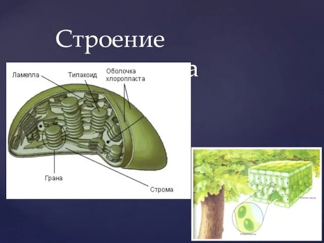 Строение хлоропласта