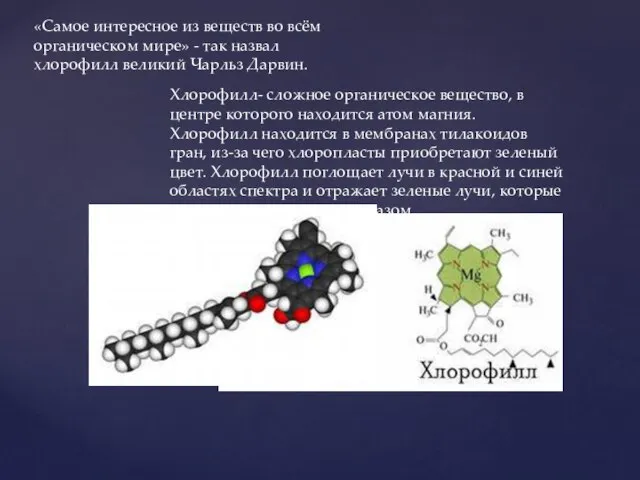 «Самое интересное из веществ во всём органическом мире» - так назвал хлорофилл