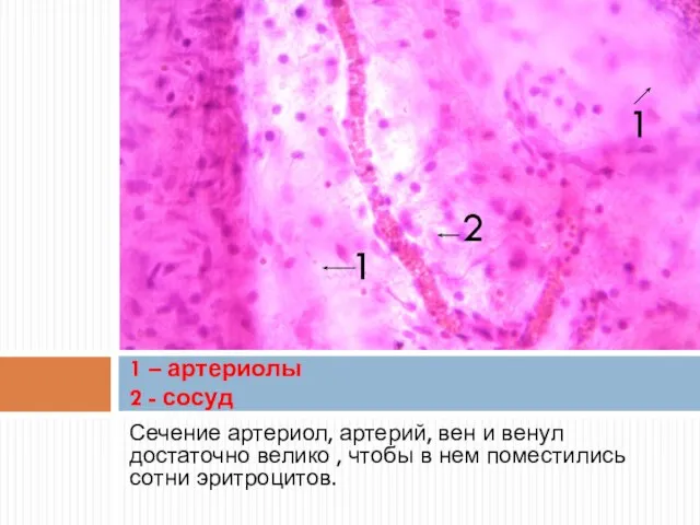 Сечение артериол, артерий, вен и венул достаточно велико , чтобы в нем