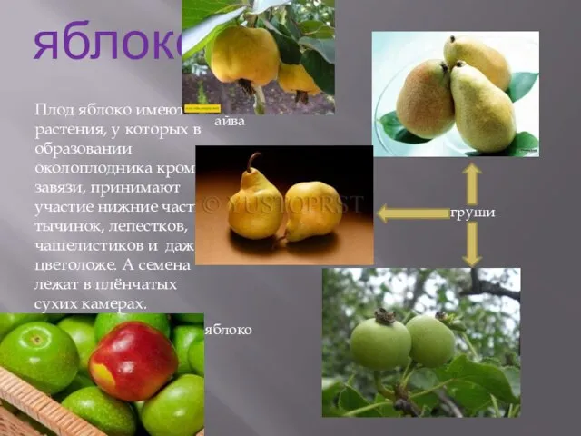 яблоко Плод яблоко имеют растения, у которых в образовании околоплодника кроме завязи,