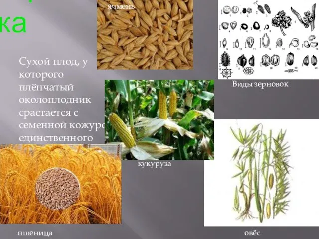 зерновка Сухой плод, у которого плёнчатый околоплодник срастается с семенной кожурой единственного