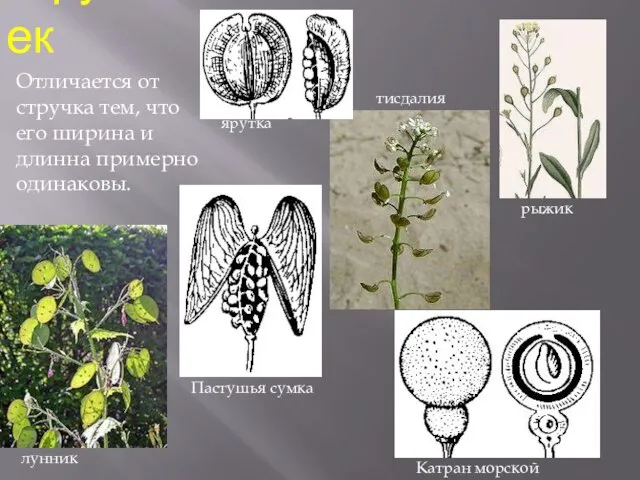 стручочек Отличается от стручка тем, что его ширина и длинна примерно одинаковы.