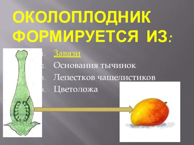 Околоплодник формируется из: Завязи Основания тычинок Лепестков чашелистиков Цветоложа