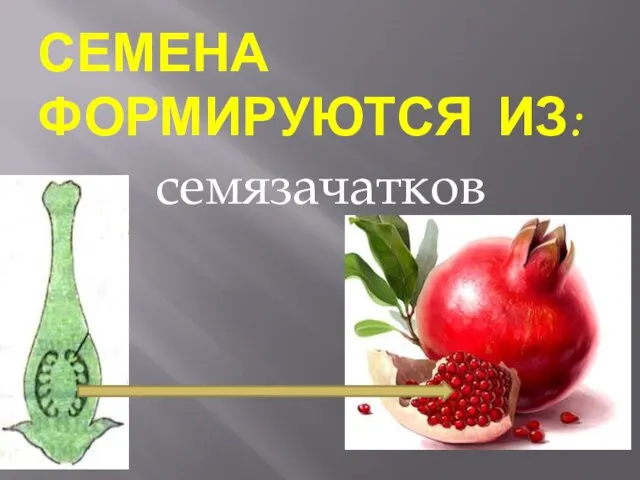 Семена формируются из: семязачатков