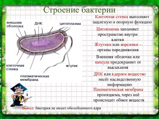 Строение бактерии Клеточная стенка выполняет защитную и опорную функцию Цитоплазма заполняет пространство