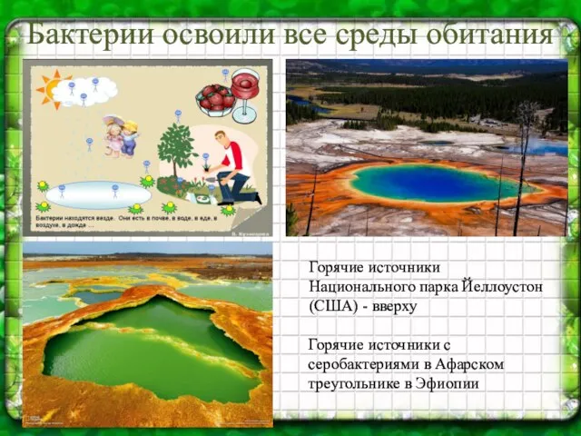 Бактерии освоили все среды обитания Горячие источники Национального парка Йеллоустон (США) -